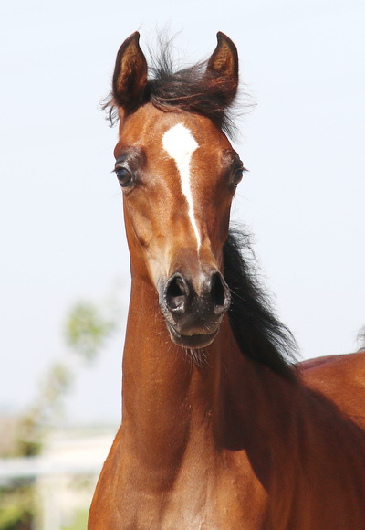 Ysa Adjuvense