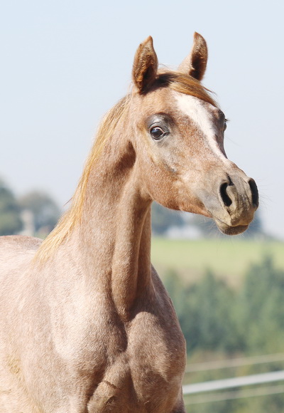 Sienna Adjuvense