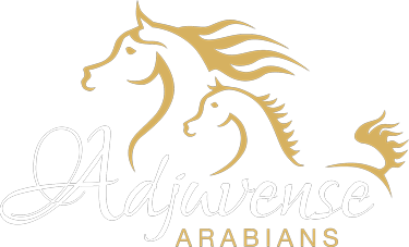 Adjuvense-Arabians